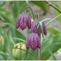 Fritillaria meleagris - Fritilária-xadrez