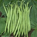 Feijão-anão mangetout Bio Castandel - Freme de Sainte Marthe