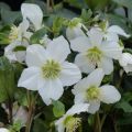 Helleborus x lemonnieriae Paradenia