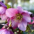 Helleborus Madame Lemonnier