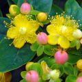 Hypericum inodorum Magical Beauty