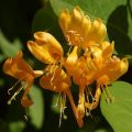 Madressilva Golden Trumpet - Lonicera brownii