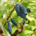 Lonicera kamtschatica Eisbär