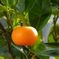 Tangerina - Citrus deliciosa