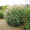 Erva-zebra Adagio - Miscanthus sinensis