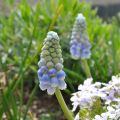 Uva-de-jacinto Ocean Magic - Muscari aucheri