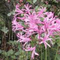 Nerine bowdenii Pink Triumph bolbo