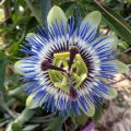Maracujá-azul  - Passiflora caerulea