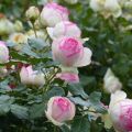 Roseira trepadeira Pierre de Ronsard