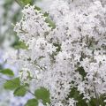 Syringa meyeri Flowerfesta White