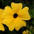Thunbergia alata - Susana-dos-olhos-negros