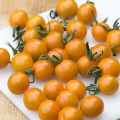 Tomate-cereja Cherry Orange plantas jovens