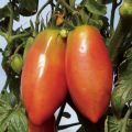 Tomate Cornabel F1 Vilmorin