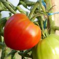 Tomate Coração de Boi biológico em plantas enxertadas