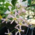 Trachelospermum asiaticum Pink Showers - Jasmim falso amarelo