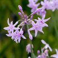 Alho-social Flamingo - Tulbaghia violacea