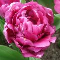 Tulipa Dobrada precoce Royal Acres