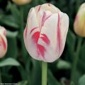Tulipa Simples tardia Sorbet