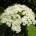 Viburnum lantana - Viburno-lantana