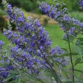 Vitex agnus-castus Delta Blues
