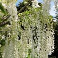Wisteria floribunda Alba - Glicínia-japonesa