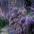 Wisteria sinensis - Glicínia