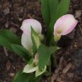 Zantedeschia Crystal Blush