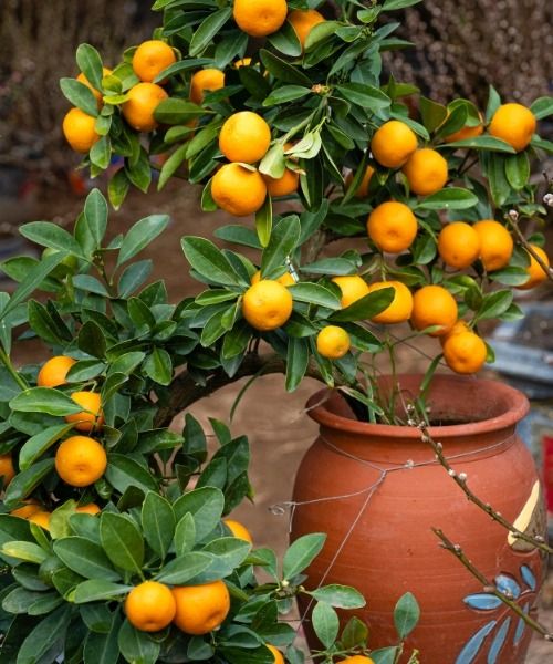 -30% sur les bisannuelles 