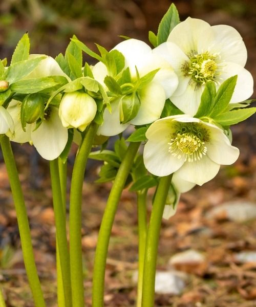 -20% sur une sélection de plantes !