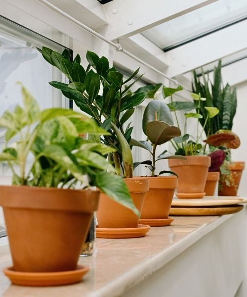 Escolha as suas plantas de acordo com as suas características