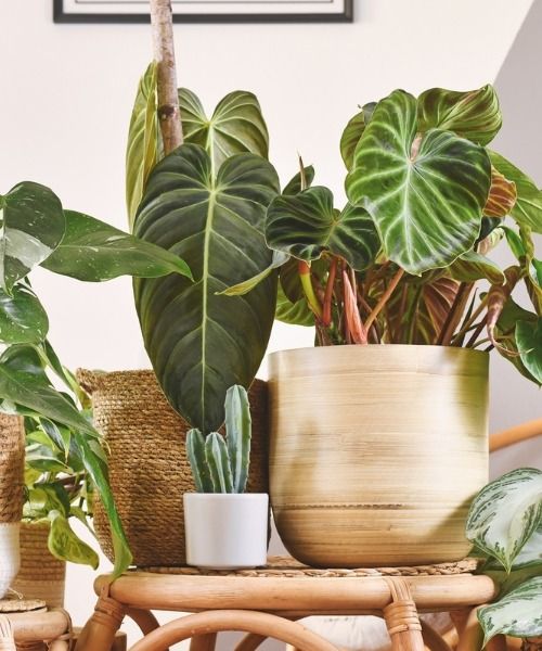 Todas as nossas variedades