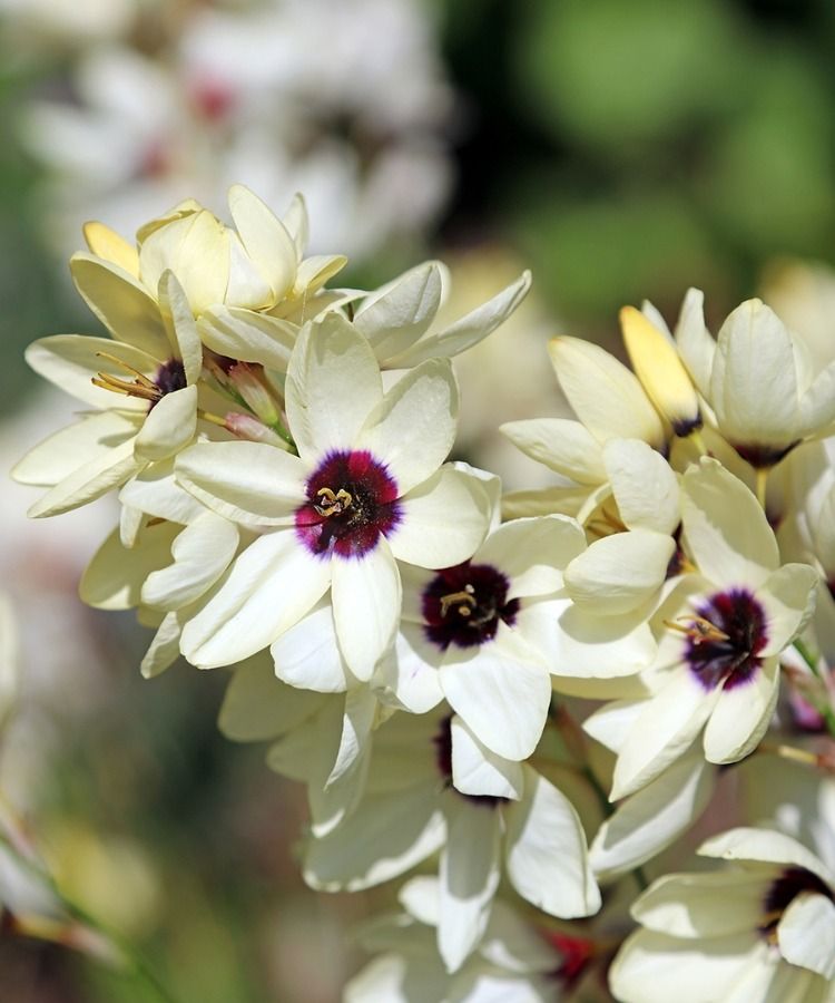 Uma centena de variedades inéditas para descobrir