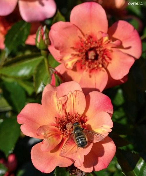 Bulbes à floraison printanière