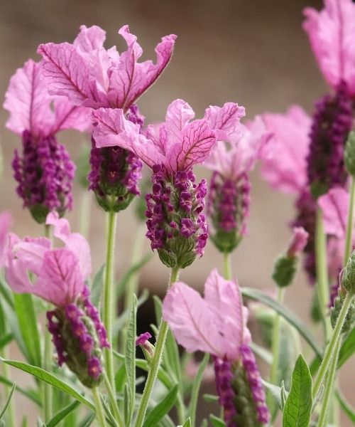 As plantas mais bonitas do momento!