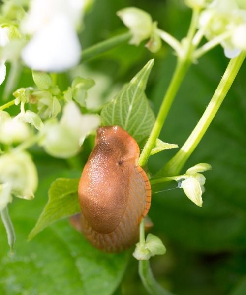 Proteja as suas plantas contra doenças e pragas