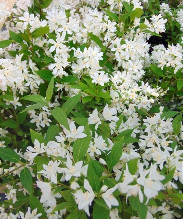 A Deutzia Yuki Snowflake em vaso de 2L / 3L está a 15 € em vez de 24,50 €!