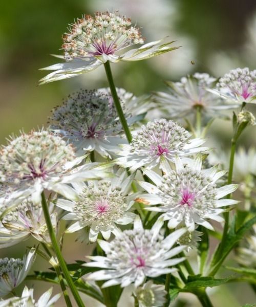 Descubra centenas de variedades em promoção agora mesmo!