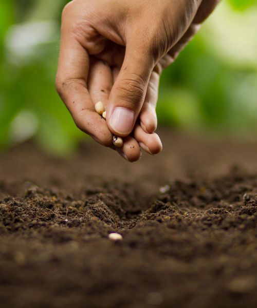 Tudo o que pode semear neste momento!
