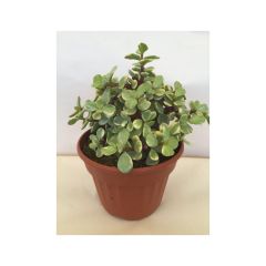 Arbusto-elefante Variegata - Portulacaria afra