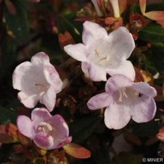 Abélia grandiflora Petite Garden