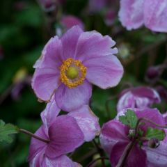 Anémona-do-japão Rosenschale - Anemone × hybrida