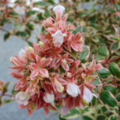 Abélia grandiflora Magic Daydream