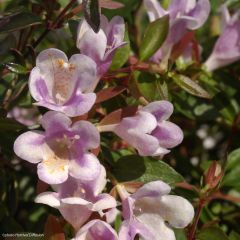 Abélia grandiflora Pastel Charm