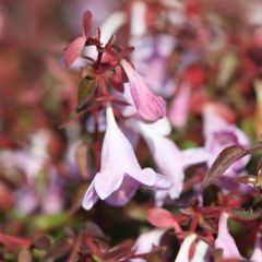 Abélia grandiflora Pinky Bells