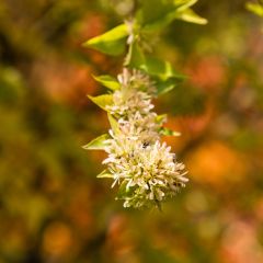 Abélia chinensis