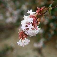 Abélia grandiflora