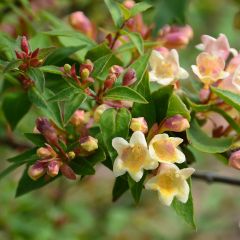 Abélia grandiflora Sunny Charm