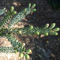 Abies koreana Silberlocke