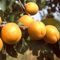 Damasqueiro Bergeron - Prunus armeniaca