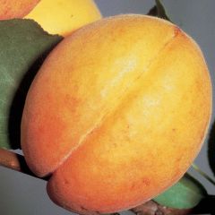 Damasqueiro Doucoeur - Prunus armeniaca